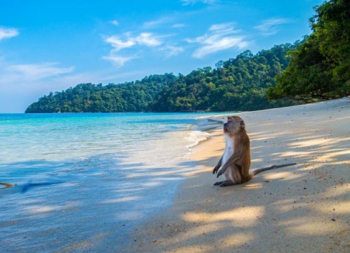 モンキービーチ